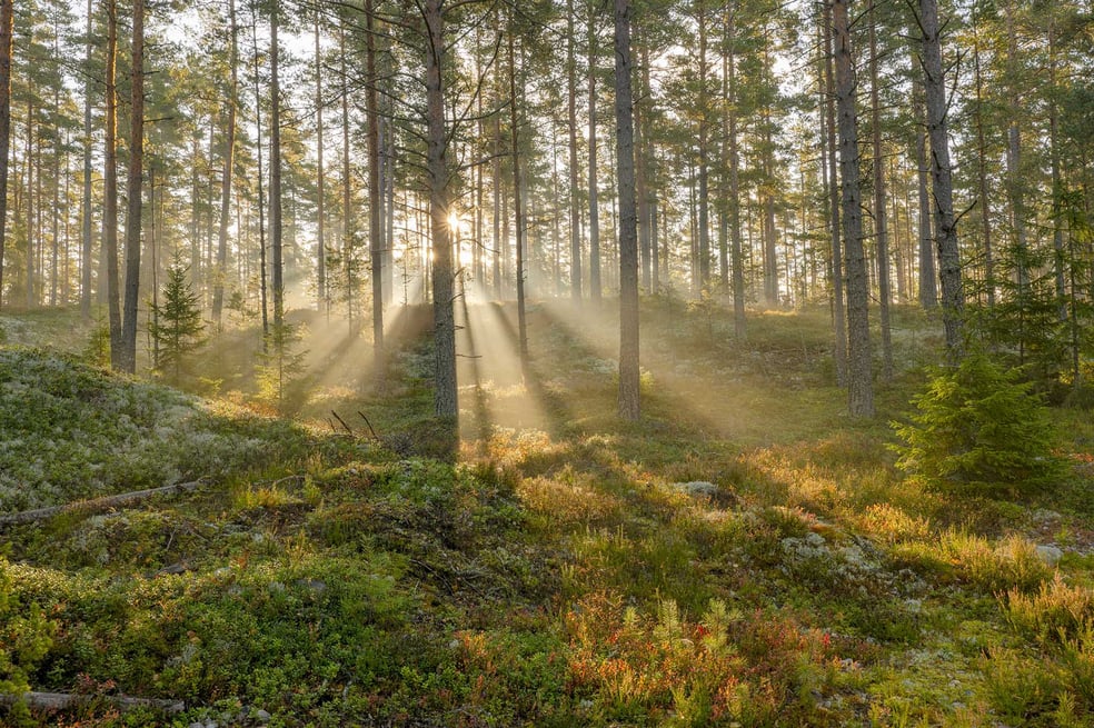 NEA_rapport_natur