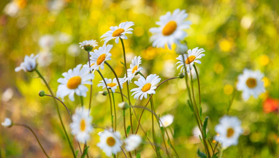 Peppol_blommor